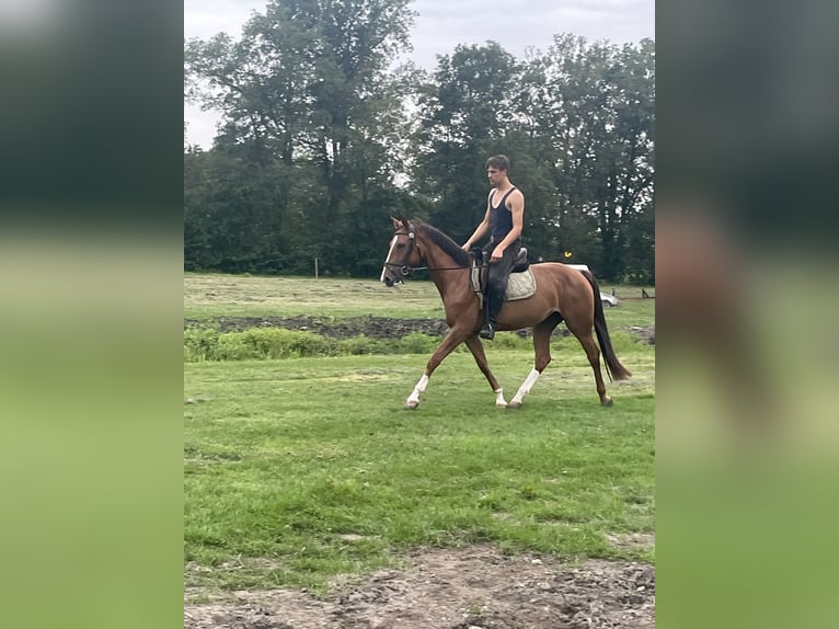 KWPN Jument 3 Ans 156 cm Alezan in Langerak