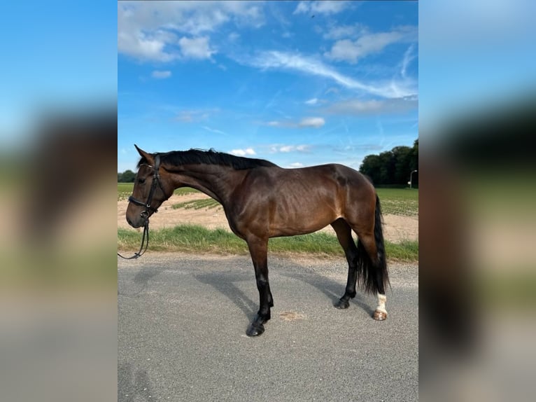 KWPN Jument 3 Ans 159 cm Bai in Kerken