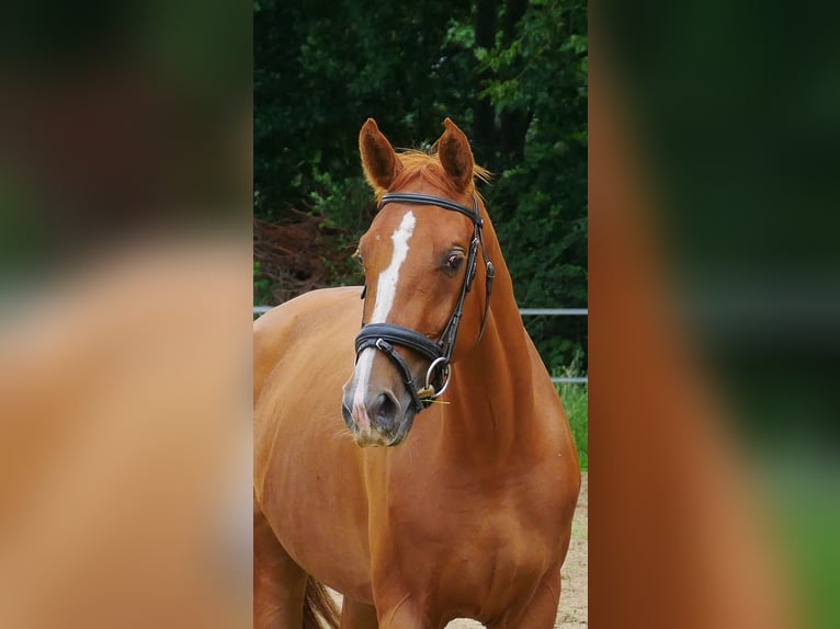 KWPN Jument 3 Ans 160 cm Alezan in Overasselt