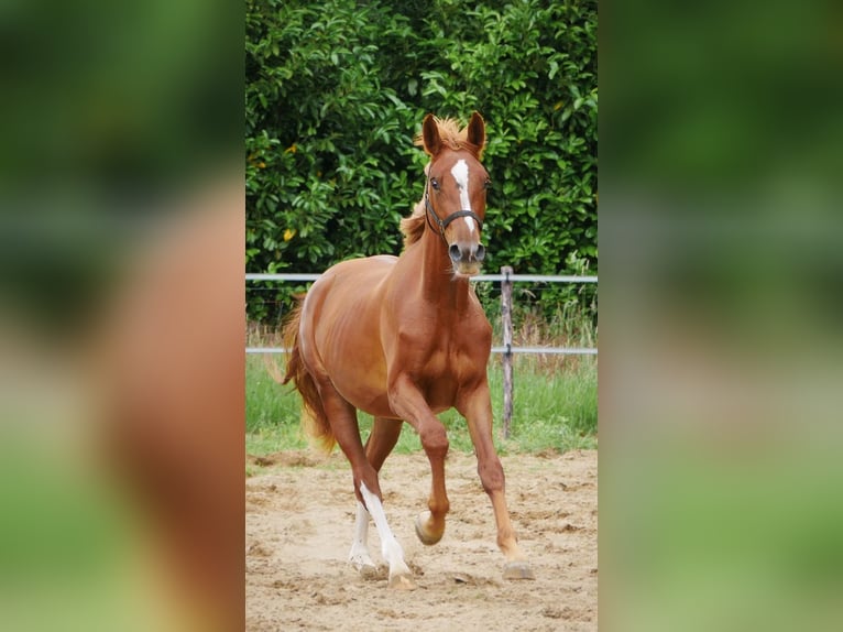 KWPN Jument 3 Ans 160 cm Alezan in Overasselt