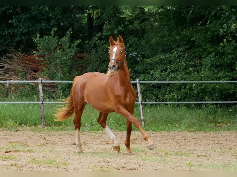 KWPN Jument 3 Ans 160 cm Alezan in Overasselt