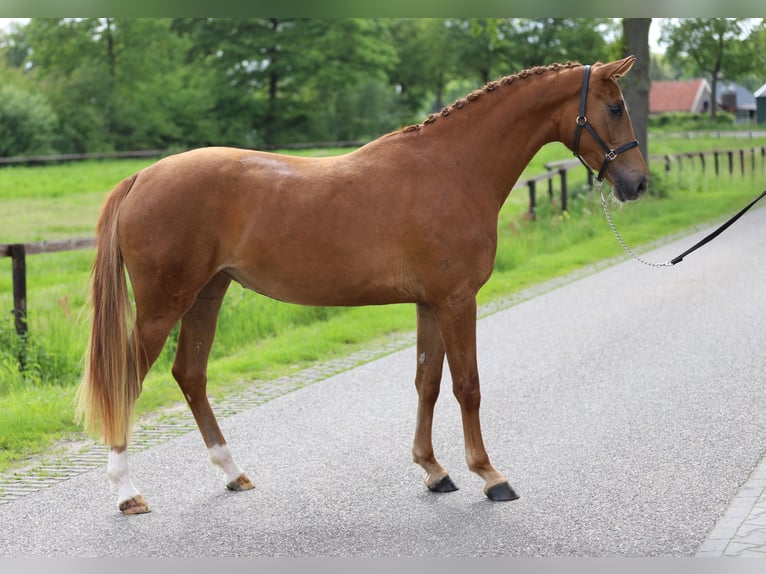 KWPN Jument 3 Ans 160 cm Alezan in Zieuwent