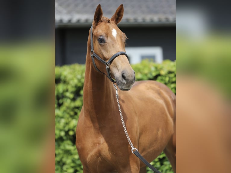 KWPN Jument 3 Ans 160 cm Alezan in Zieuwent