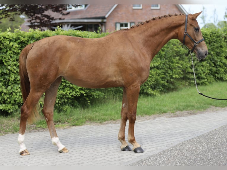 KWPN Jument 3 Ans 160 cm Alezan in Zieuwent