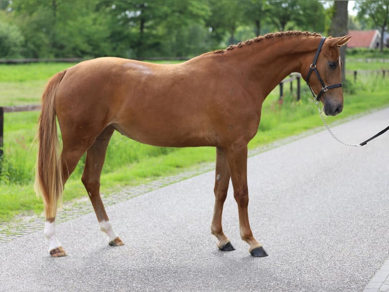 KWPN Jument 3 Ans 160 cm Alezan in Zieuwent