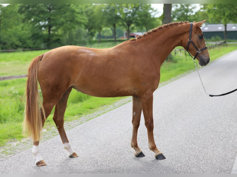 KWPN Jument 3 Ans 160 cm Alezan in Zieuwent