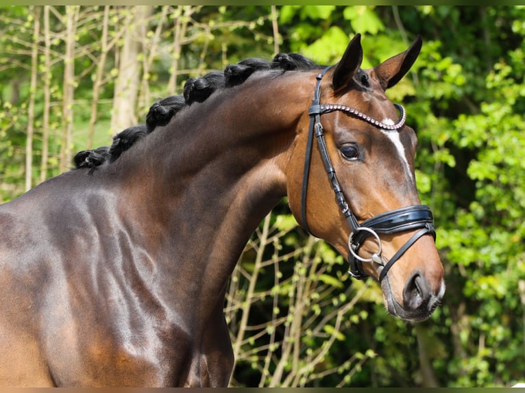 KWPN Jument 3 Ans 160 cm Bai brun in Lienen