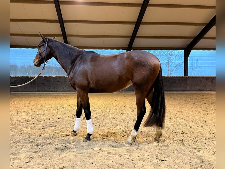 KWPN Jument 3 Ans 160 cm Bai brun in Rotstergaast