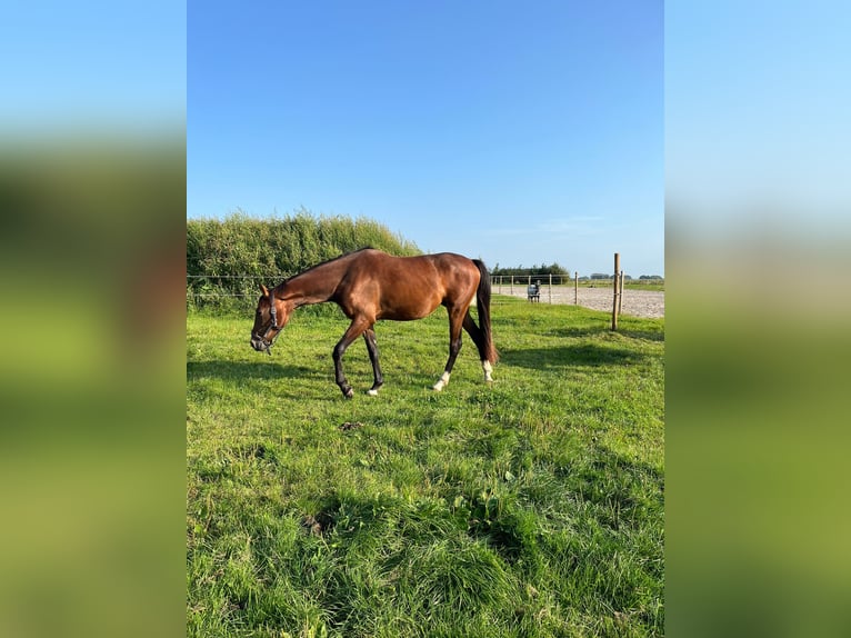 KWPN Jument 3 Ans 160 cm Bai brun in Rotstergaast