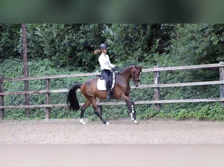 KWPN Jument 3 Ans 160 cm Bai in Vorden