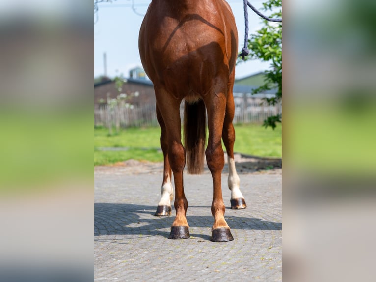 KWPN Jument 3 Ans 160 cm  in GROTE-BROGEL