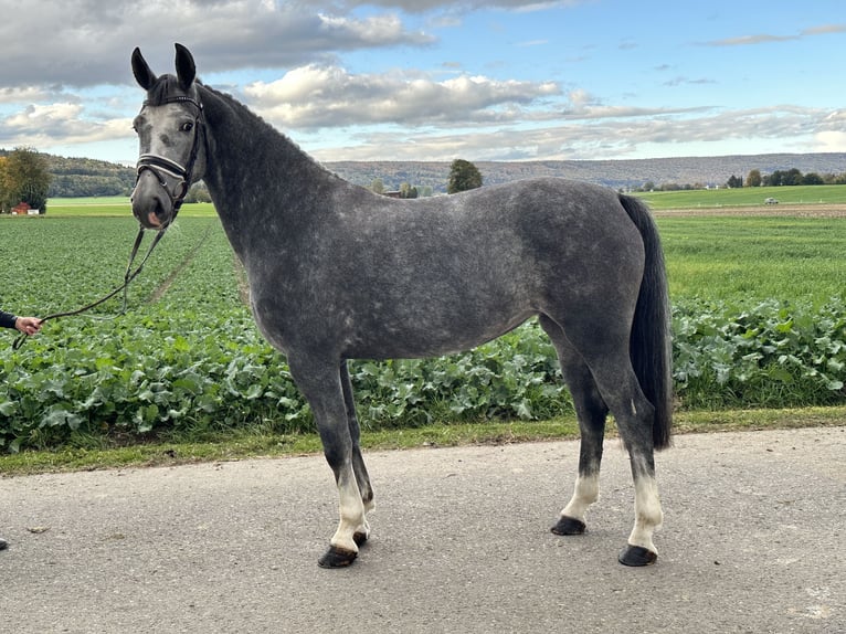 KWPN Croisé Jument 3 Ans 160 cm Gris in Riedlingen