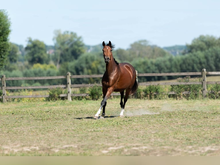 KWPN Jument 3 Ans 161 cm Bai brun in Lierde
