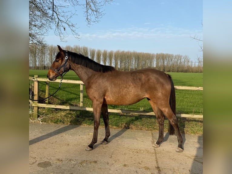 KWPN Jument 3 Ans 161 cm  in GROTE-BROGEL