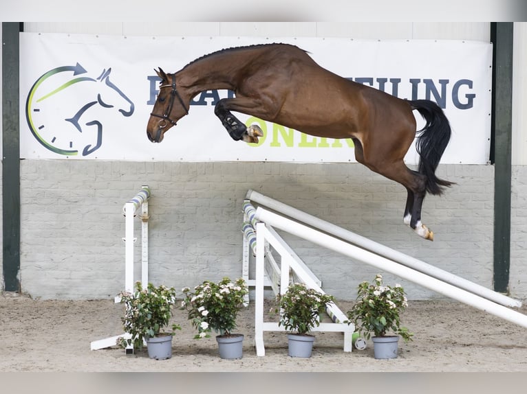 KWPN Jument 3 Ans 161 cm  in WK Heerde