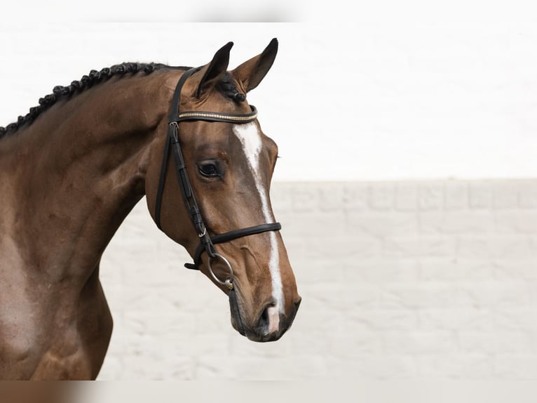 KWPN Jument 3 Ans 161 cm  in WK Heerde