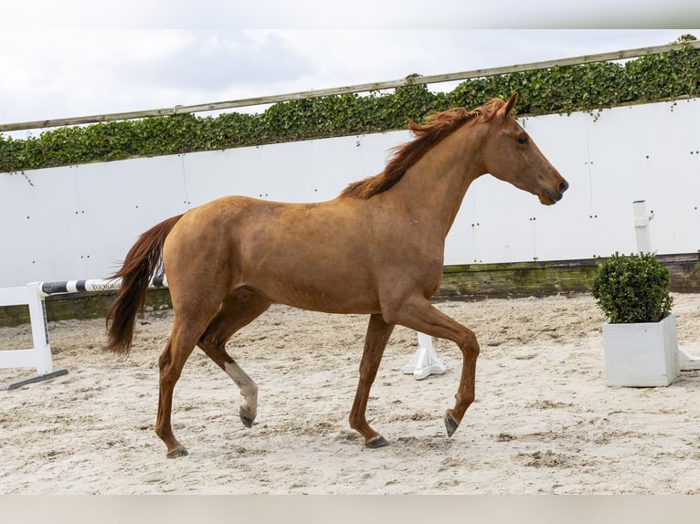 KWPN Jument 3 Ans 162 cm Alezan in Waddinxveen