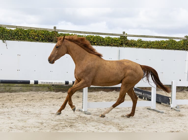 KWPN Jument 3 Ans 162 cm Alezan in Waddinxveen