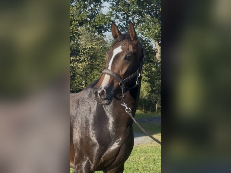 KWPN Jument 3 Ans 162 cm Bai brun foncé in Marigny le lozon