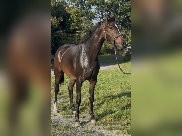 KWPN Jument 3 Ans 162 cm Bai brun foncé in Marigny le lozon