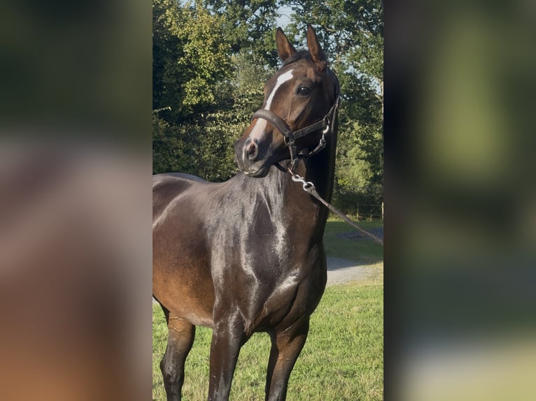 KWPN Jument 3 Ans 162 cm Bai brun foncé in Marigny le lozon