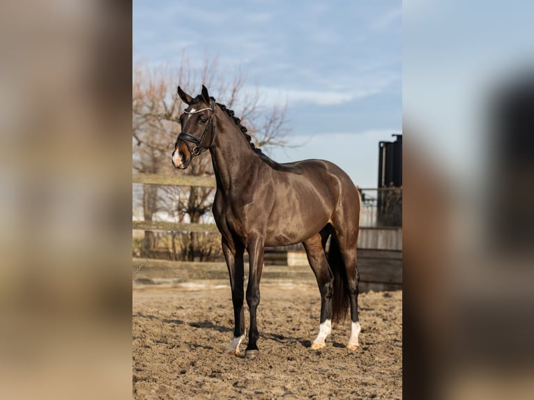 KWPN Jument 3 Ans 162 cm Bai in Poeldijk