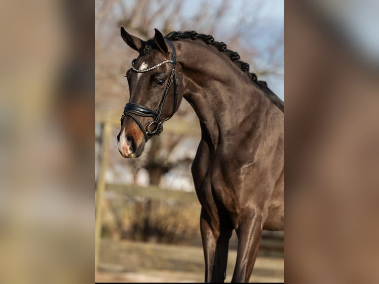 KWPN Jument 3 Ans 162 cm Bai in Poeldijk