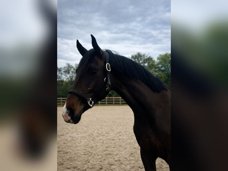 KWPN Jument 3 Ans 162 cm Bai in Poeldijk