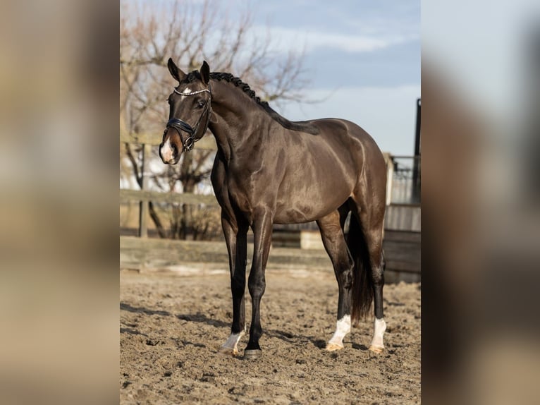 KWPN Jument 3 Ans 162 cm Bai in Poeldijk