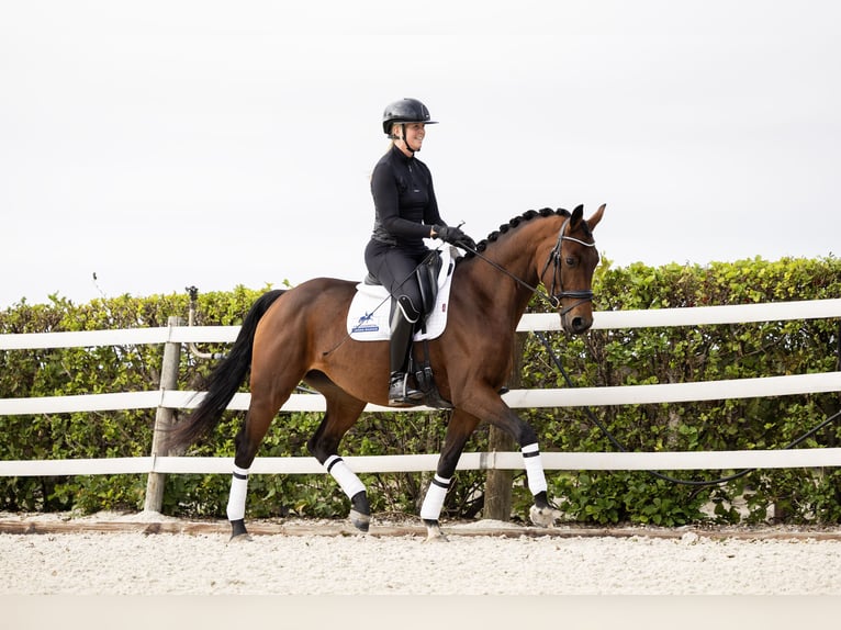 KWPN Jument 3 Ans 162 cm Bai in Parrega