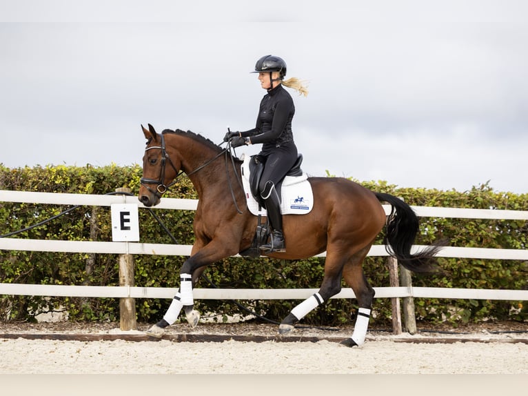 KWPN Jument 3 Ans 162 cm Bai in Parrega