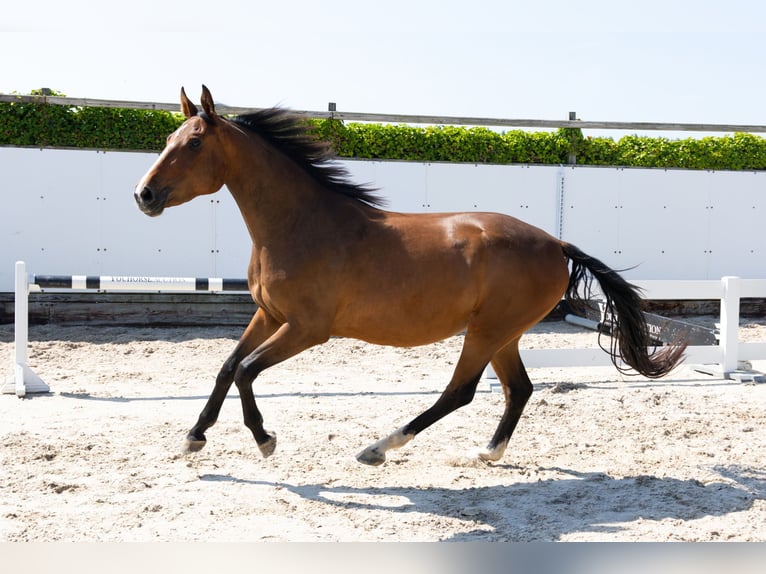 KWPN Jument 3 Ans 162 cm Bai in Waddinxveen