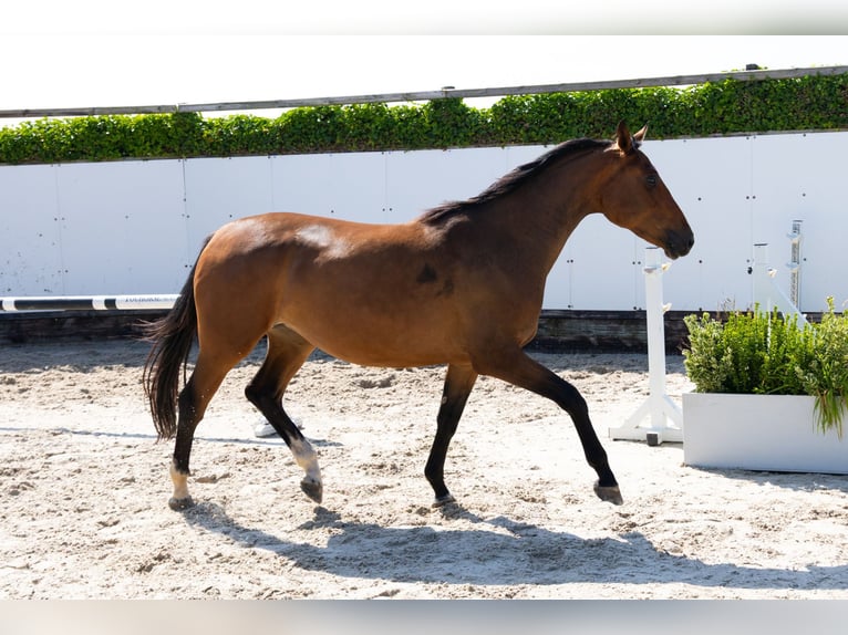 KWPN Jument 3 Ans 162 cm Bai in Waddinxveen