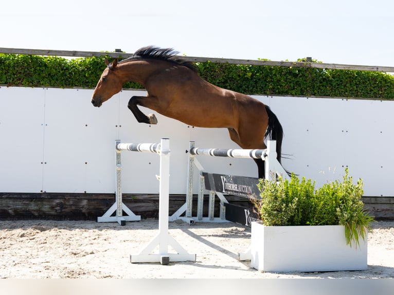KWPN Jument 3 Ans 162 cm Bai in Waddinxveen