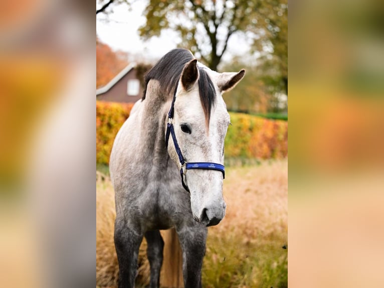 KWPN Jument 3 Ans 162 cm Gris in Bladel