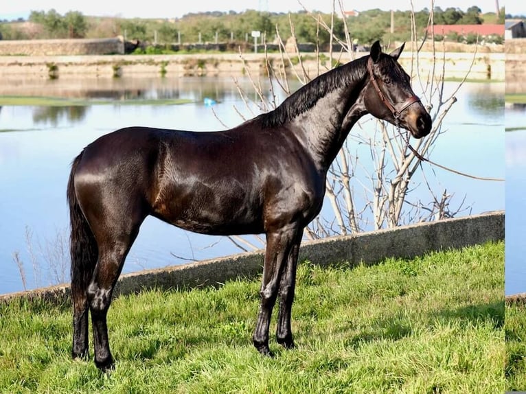 KWPN Jument 3 Ans 162 cm Noir in Navas Del Madroño