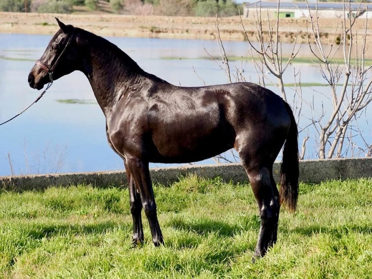 KWPN Jument 3 Ans 162 cm Noir in Navas Del Madroño