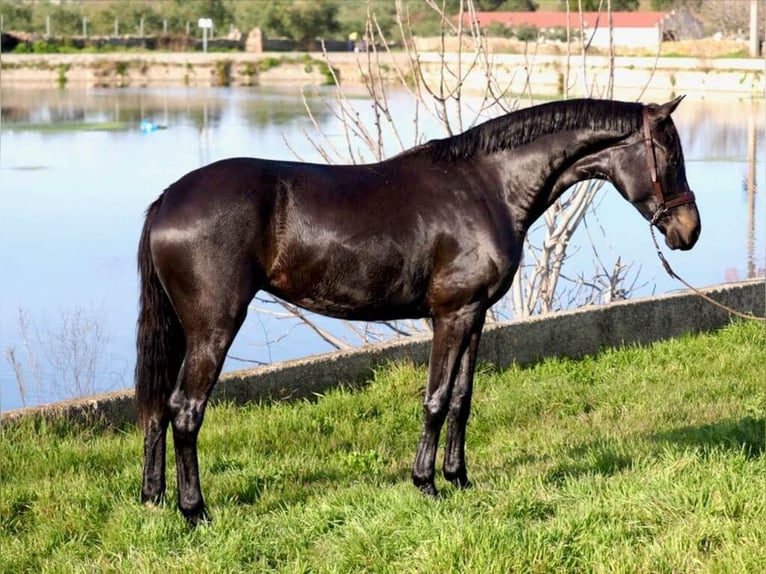 KWPN Jument 3 Ans 162 cm Noir in Navas Del Madroño