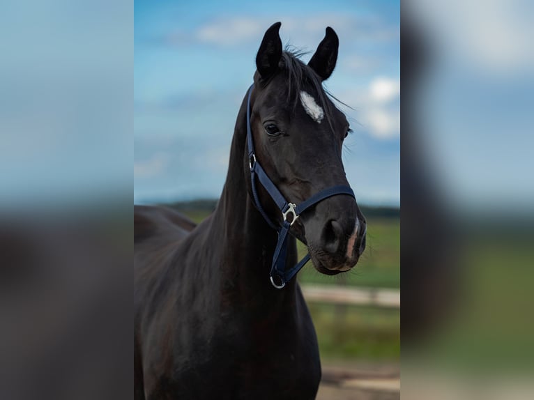 KWPN Jument 3 Ans 162 cm Noir in Baarle-Nassau