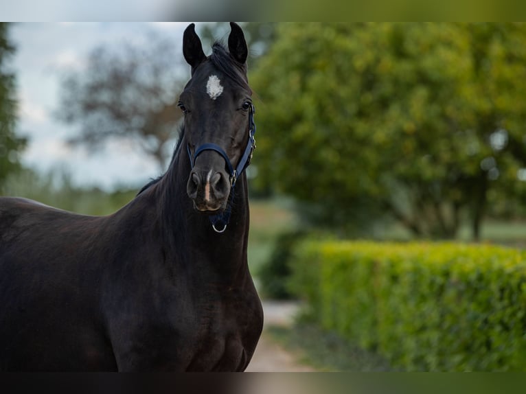 KWPN Jument 3 Ans 162 cm Noir in Baarle-Nassau