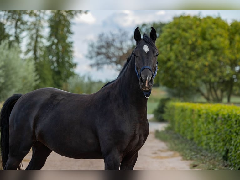 KWPN Jument 3 Ans 162 cm Noir in Baarle-Nassau