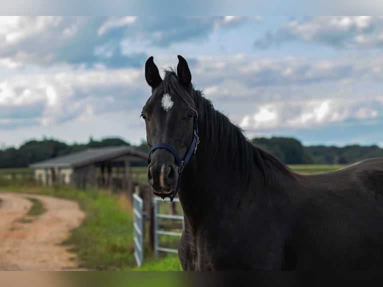 KWPN Jument 3 Ans 162 cm Noir in Baarle-Nassau