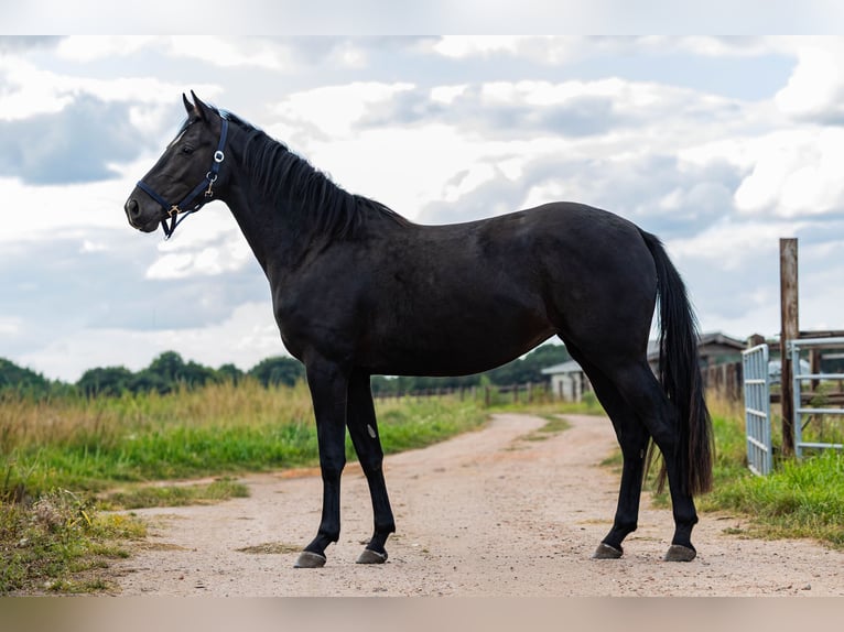 KWPN Jument 3 Ans 162 cm Noir in Baarle-Nassau
