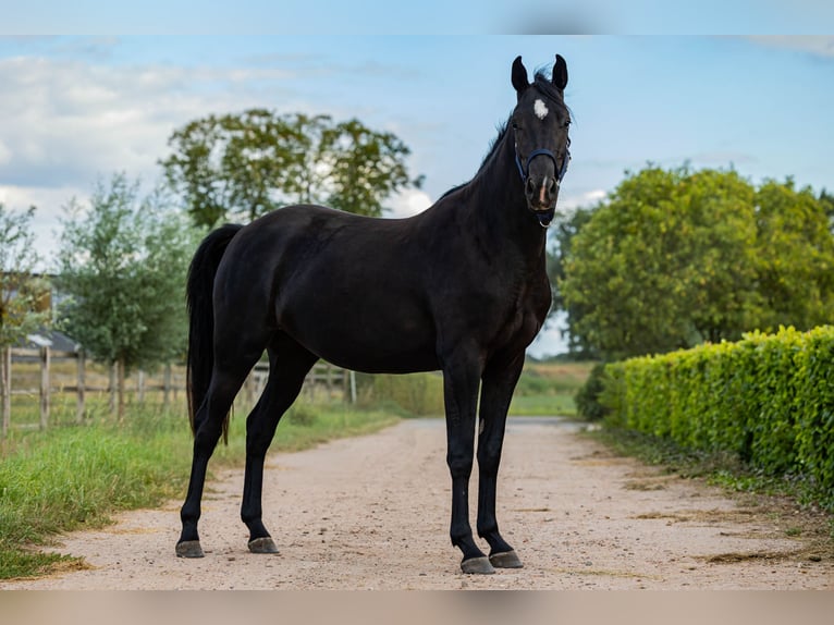KWPN Jument 3 Ans 162 cm Noir in Baarle-Nassau