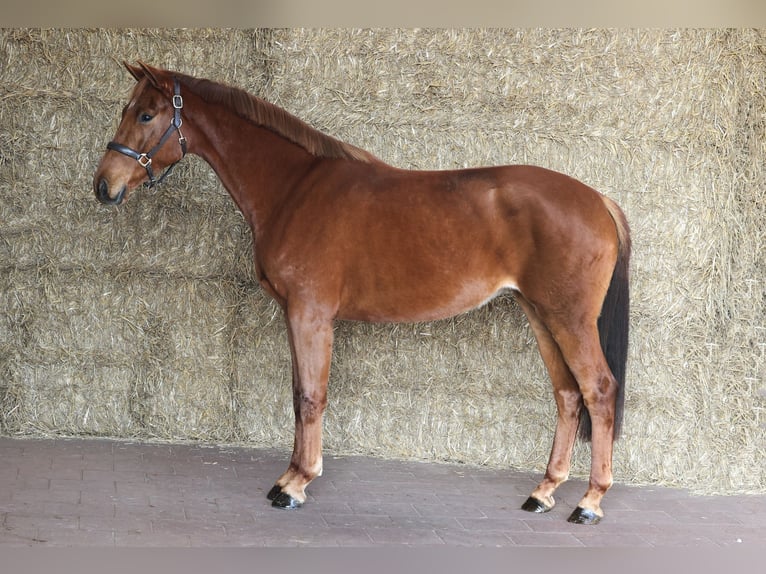 KWPN Jument 3 Ans 163 cm Alezan brûlé in Moergestel