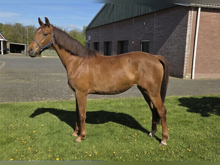 KWPN Jument 3 Ans 163 cm Alezan in Enschede