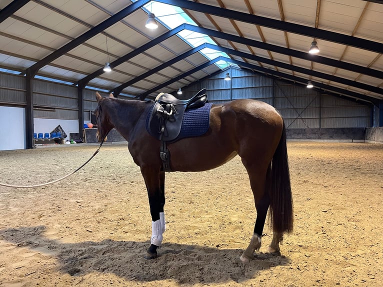KWPN Jument 3 Ans 163 cm Bai brun in Surhuizum