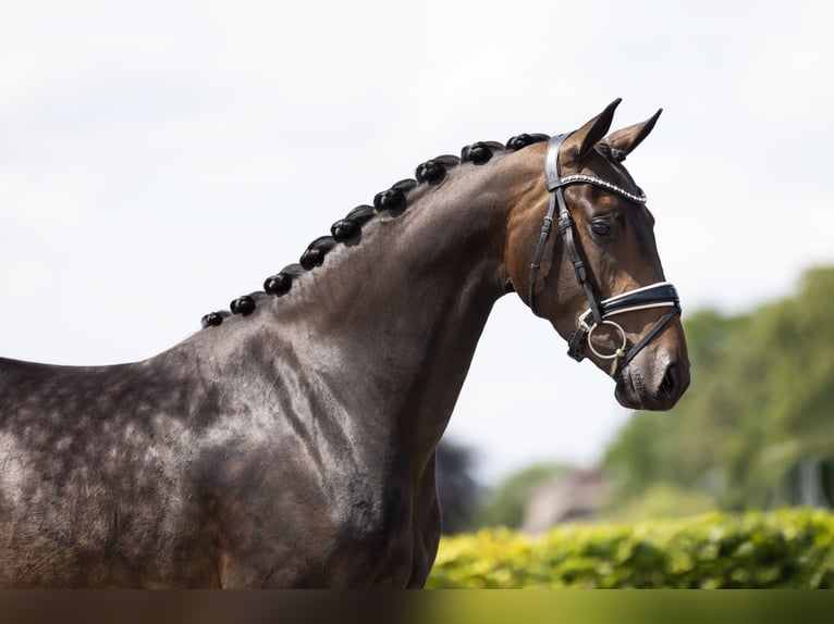 KWPN Jument 3 Ans 163 cm Bai brun in Vledderveen