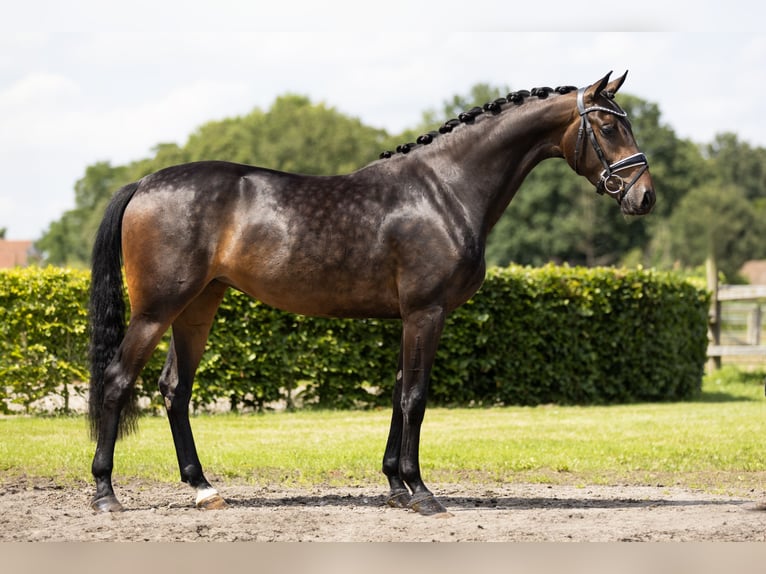 KWPN Jument 3 Ans 163 cm Bai brun in Vledderveen