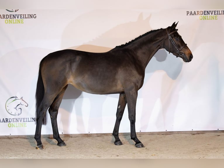 KWPN Jument 3 Ans 163 cm Bai brun in Heerde